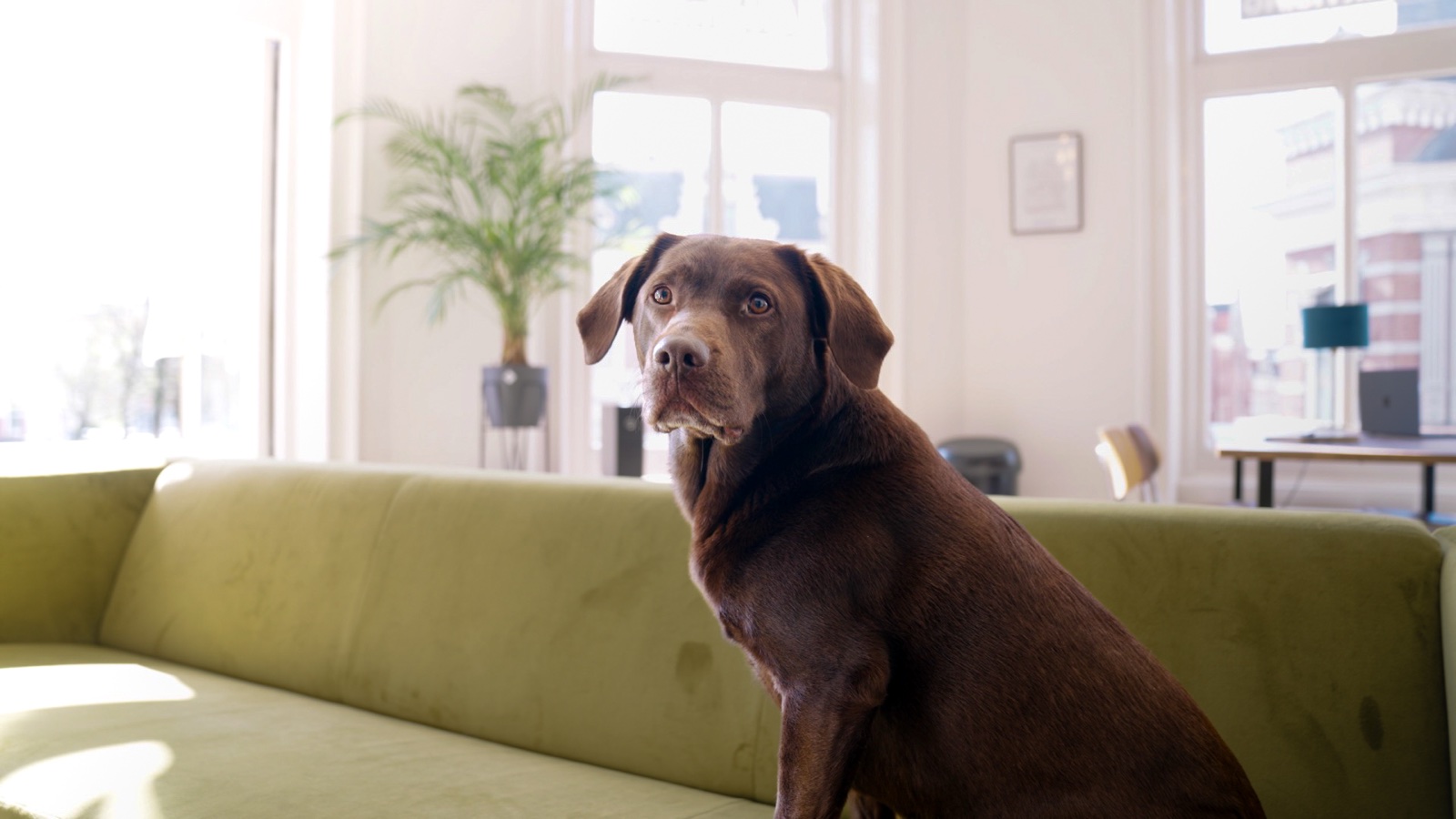 Art of Advertising — dog on set